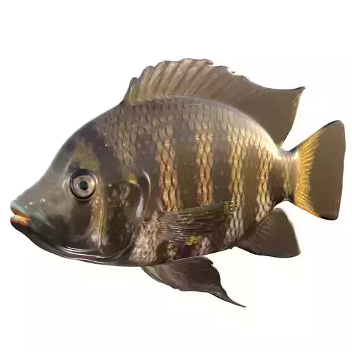Hornet Tilapia