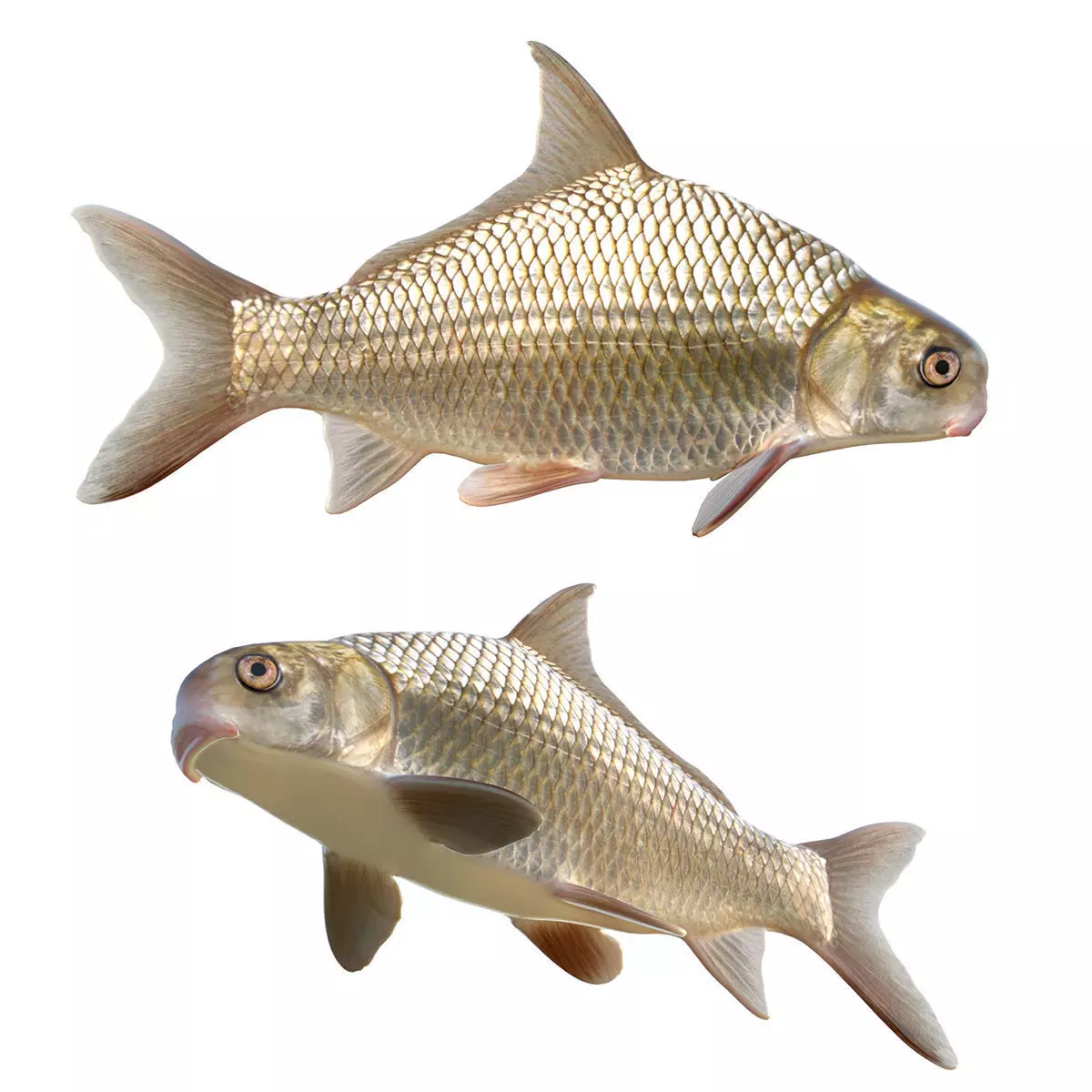 Highfin Carpsucker Low-poly 3D model