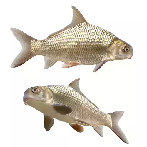 Highfin Carpsucker