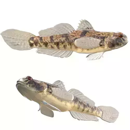 Lyre Goby