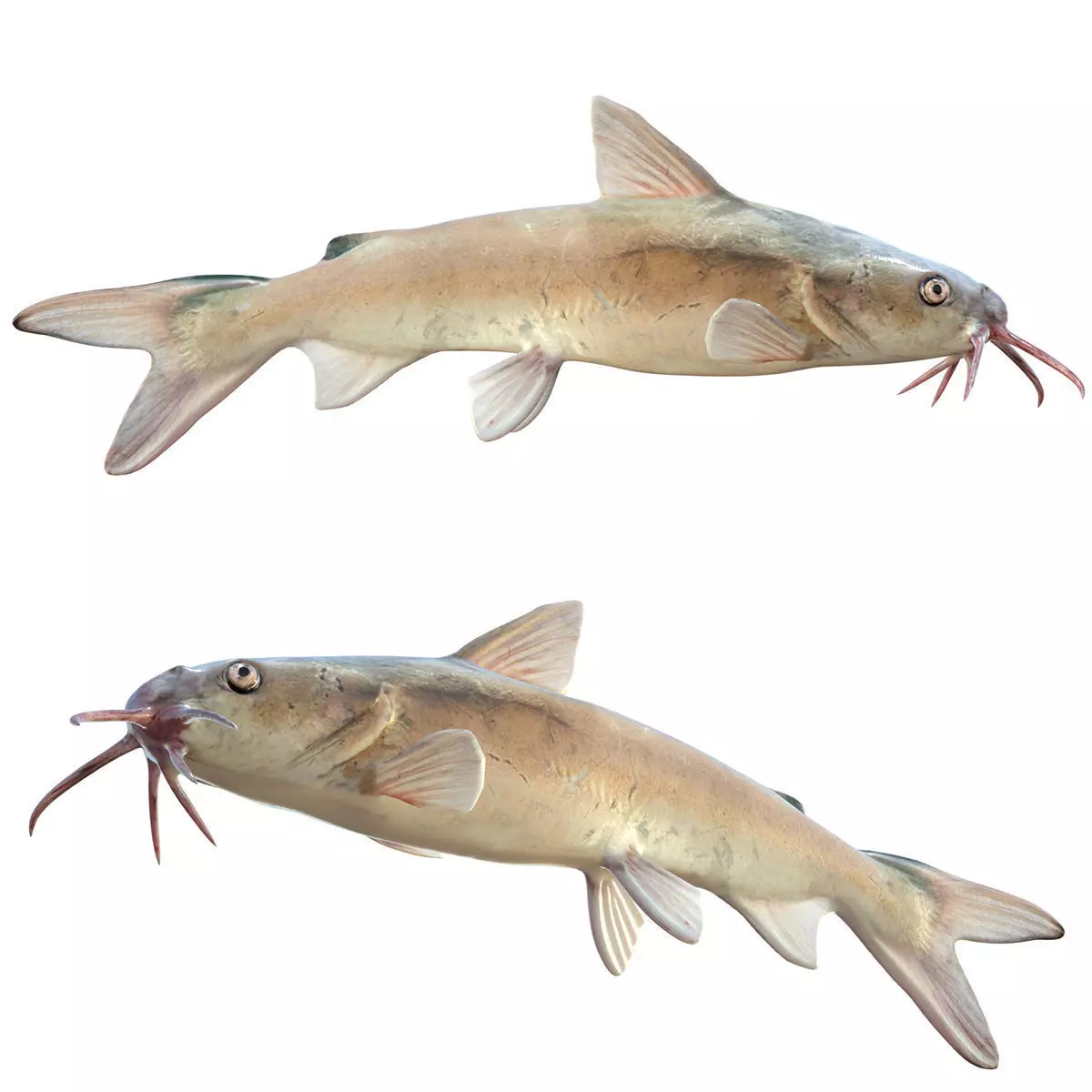 Hardhead Catfish Low-poly 3D model