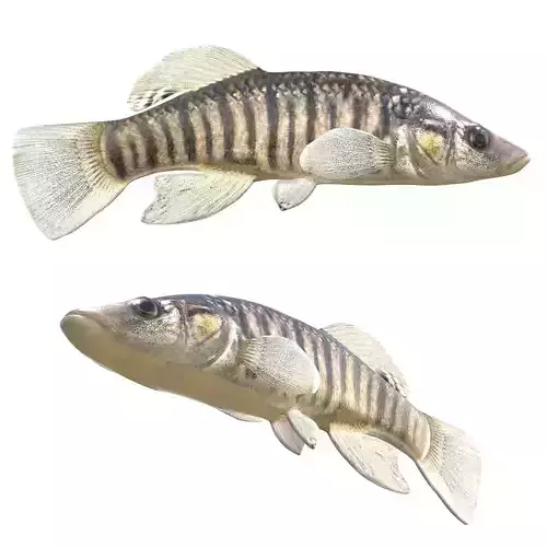 Longnose Killifish