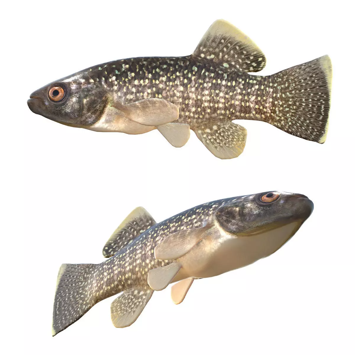 Gulf Killifish Low-poly 3D model