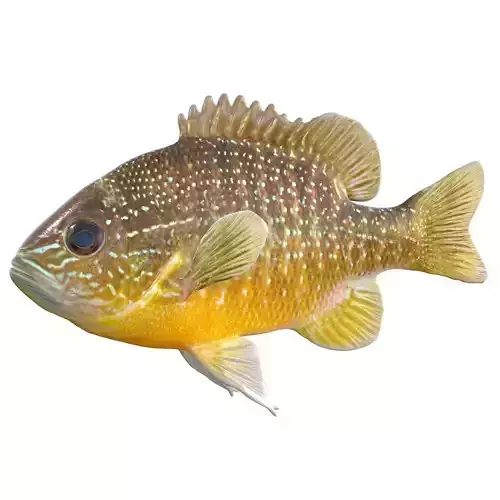 Longear Sunfish