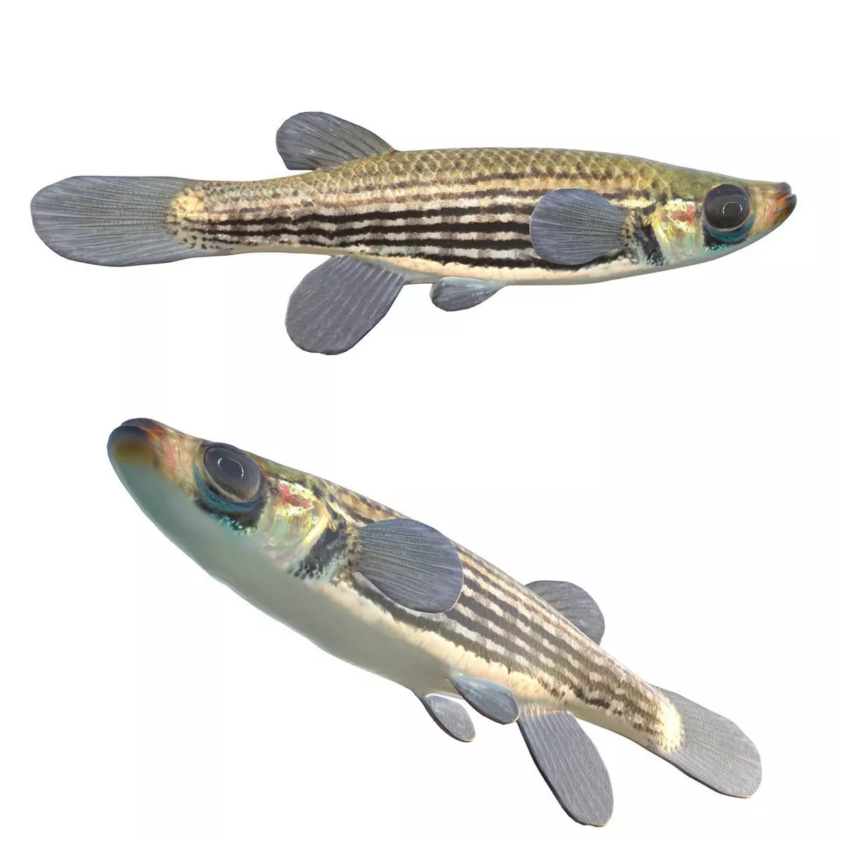 Lined Topminnow Low-poly 3D model