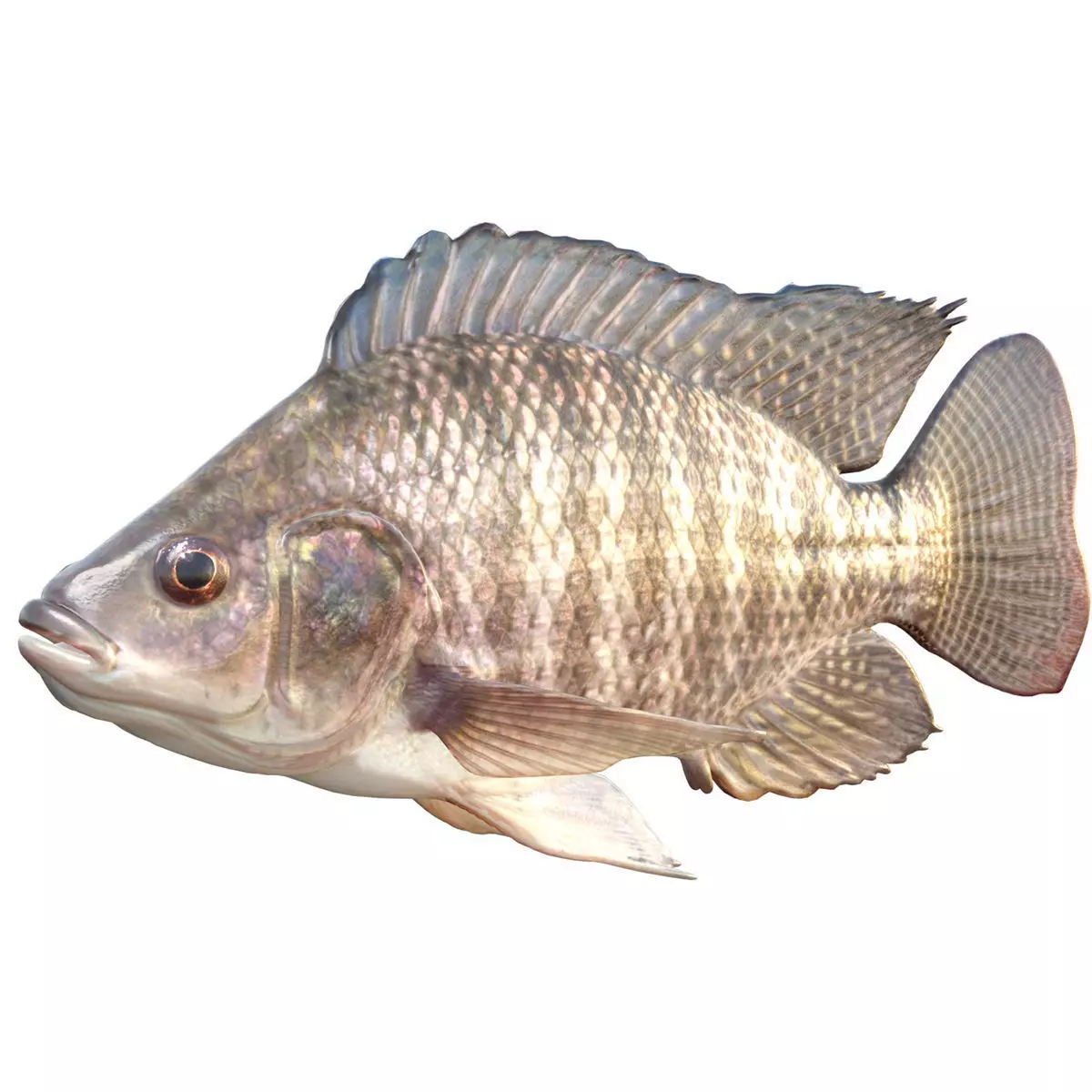Nile Tilapia Low-poly 3D model