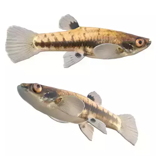 Least Killifish