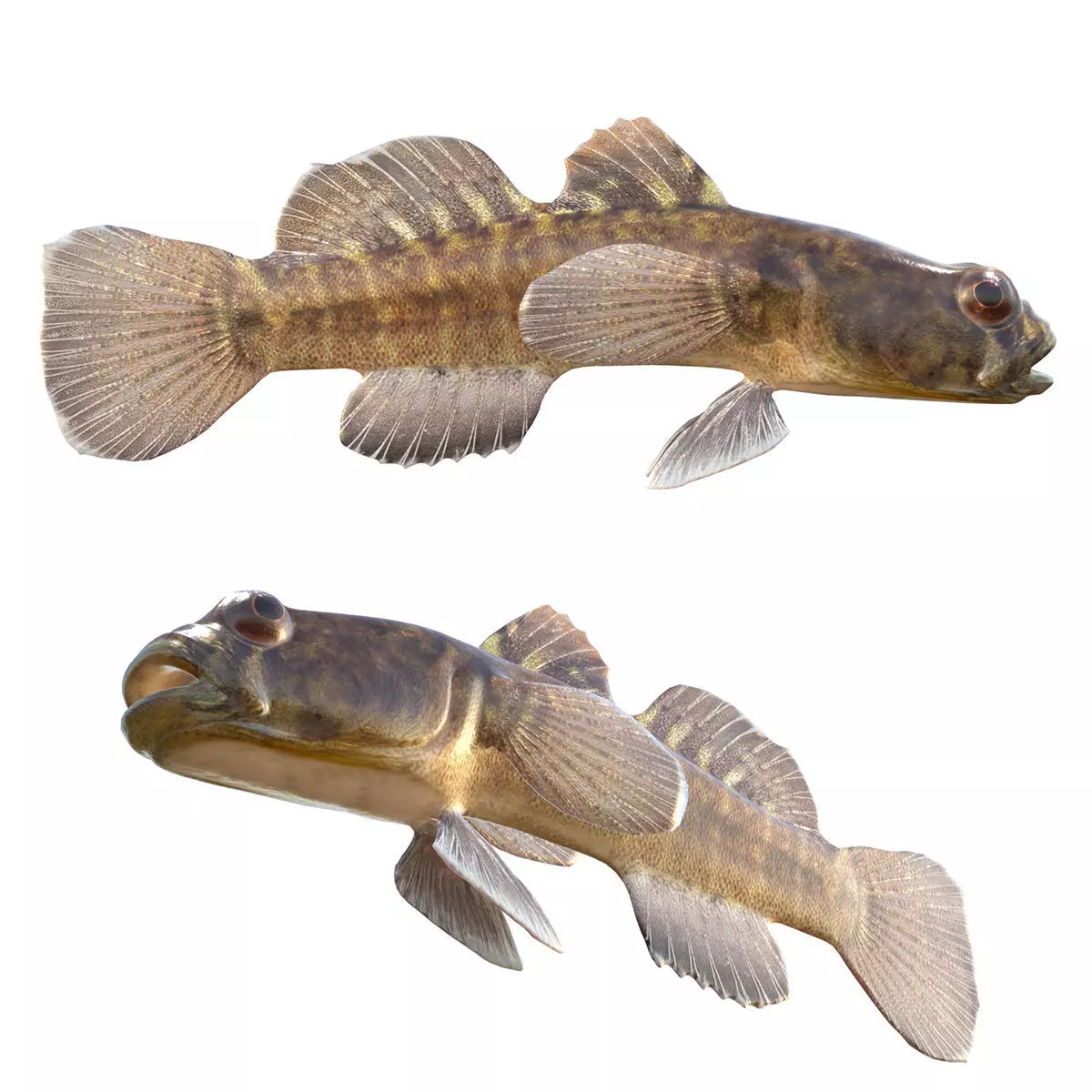 goby Low-poly 3D model