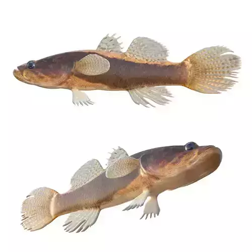 Largescale Spinycheek Sleeper