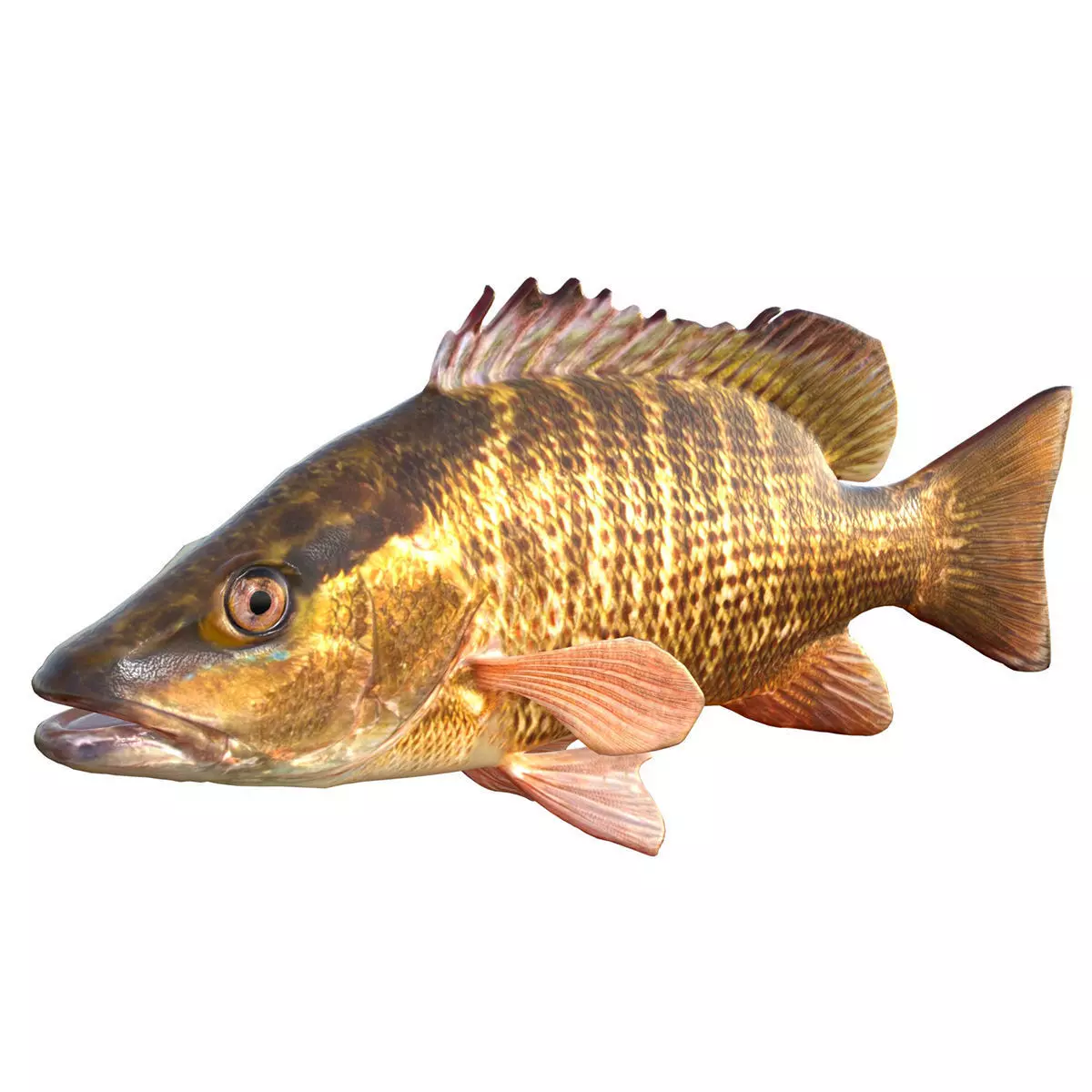 Gray Snapper Low-poly 3D model
