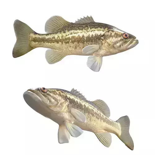 Largemouth Bass