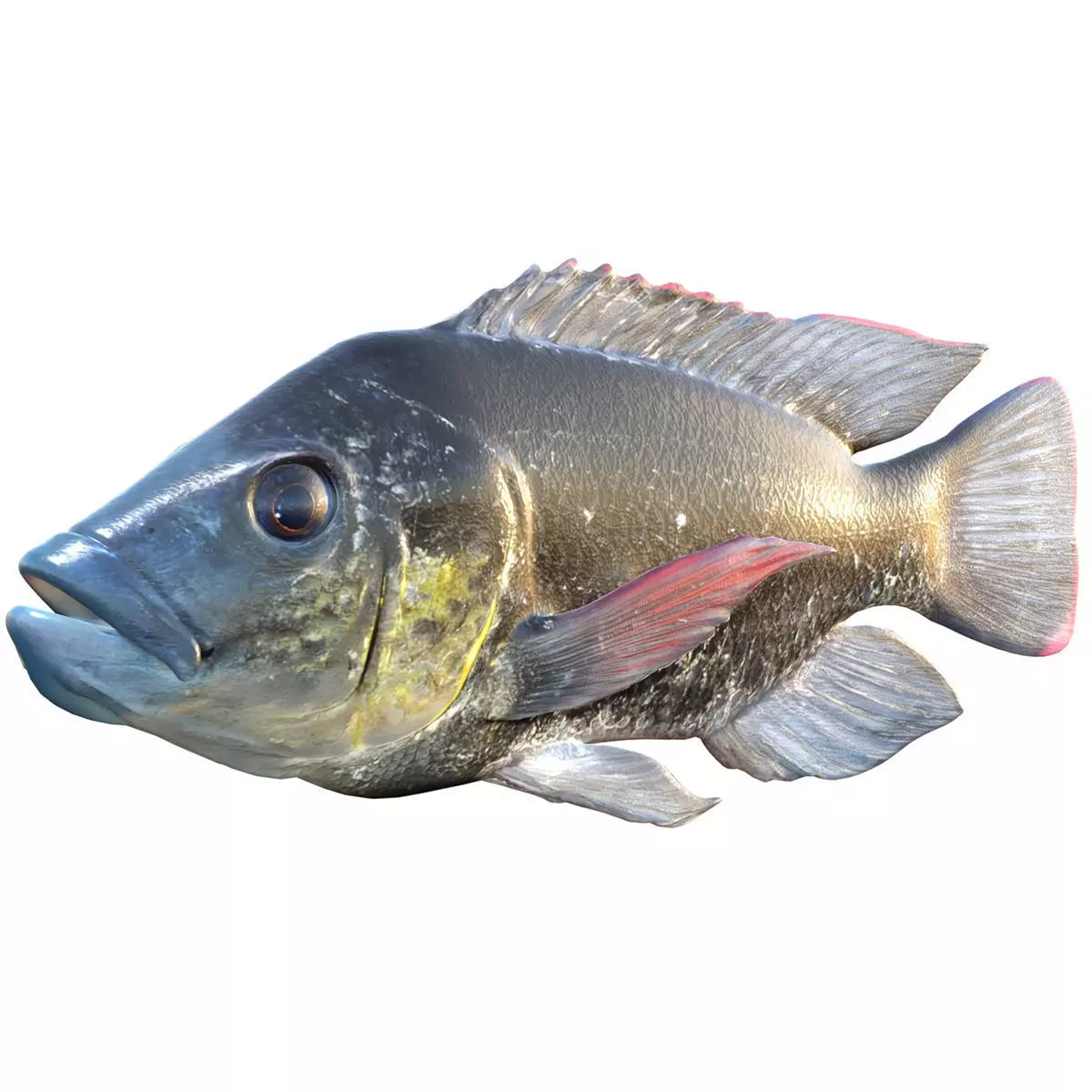 Mozambique Tilapia Low-poly 3D model