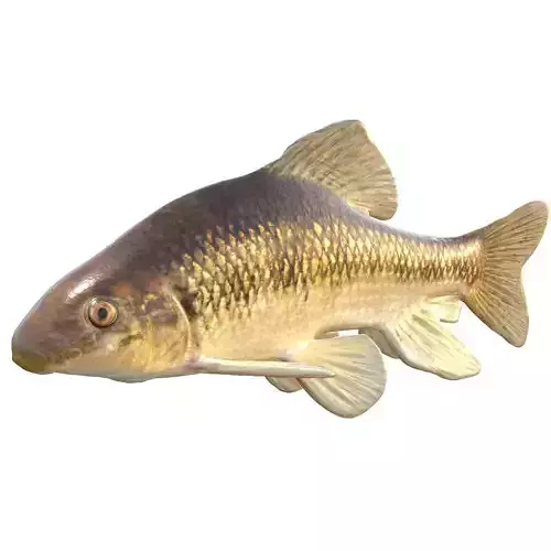 Lake Chubsucker