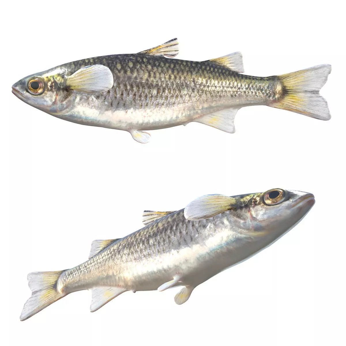 Mountain Mullet Low-poly 3D model