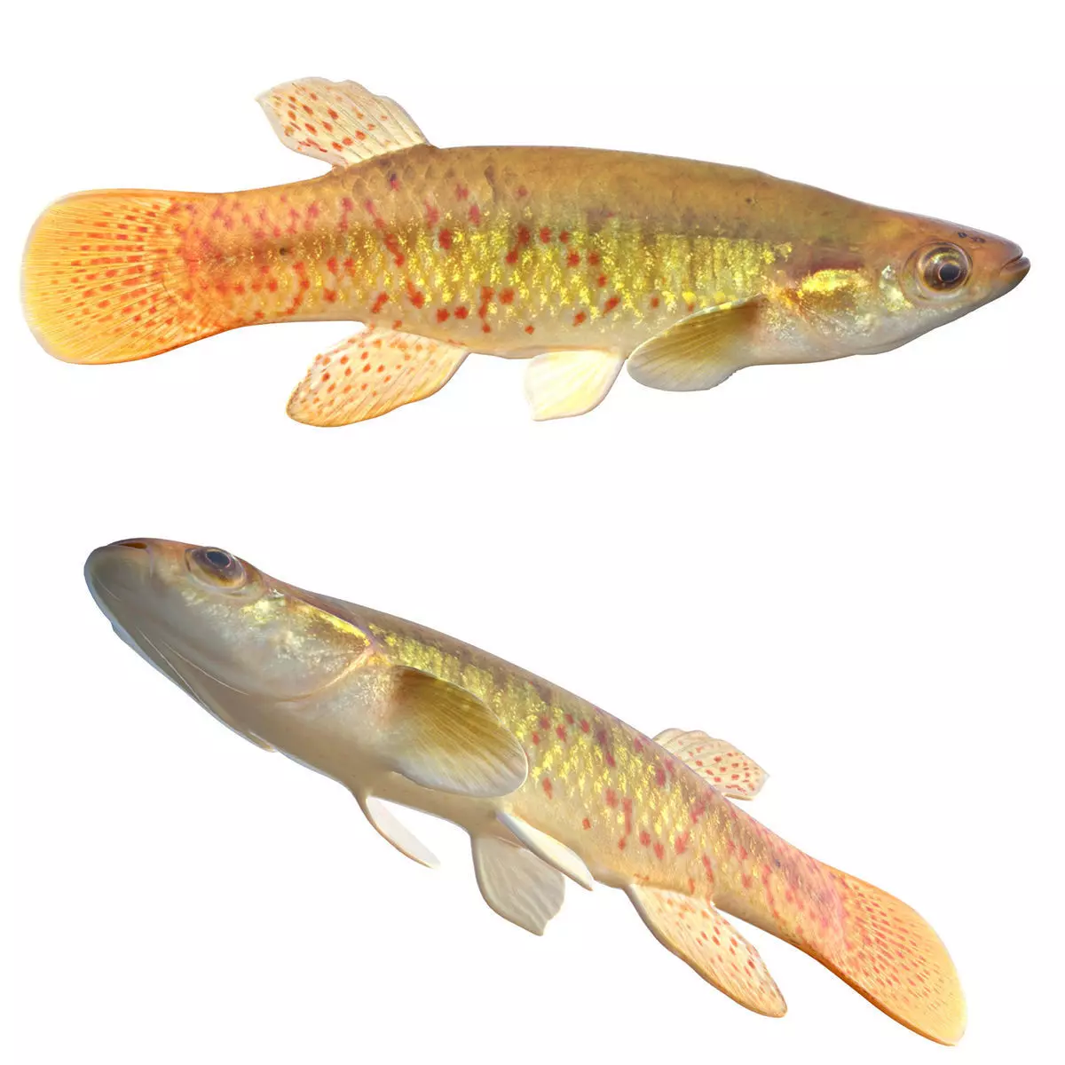 Golden Topminnow Low-poly 3D model
