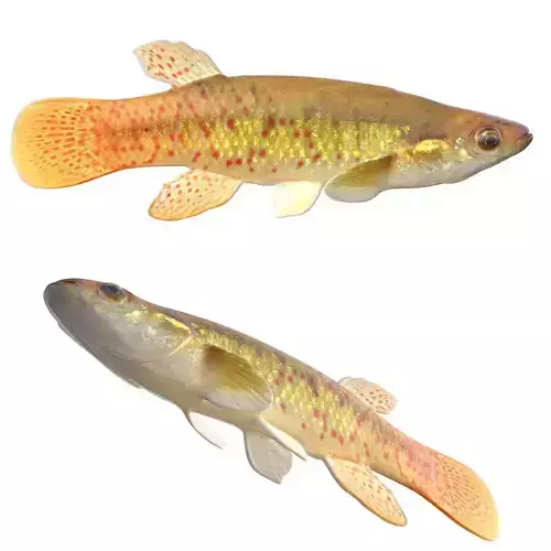 Golden Topminnow