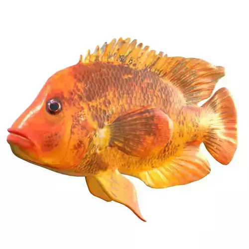 Midas Cichlid