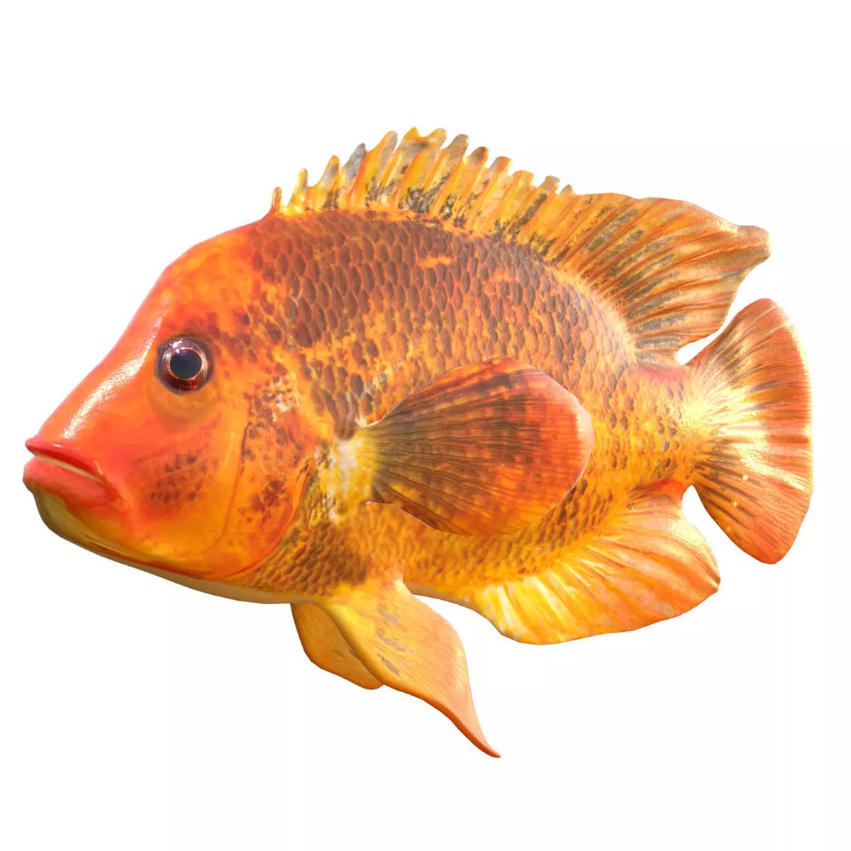 Midas Cichlid Low-poly 3D model