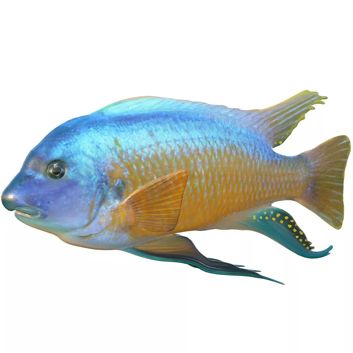 Labeotropheus Low-poly 3D model