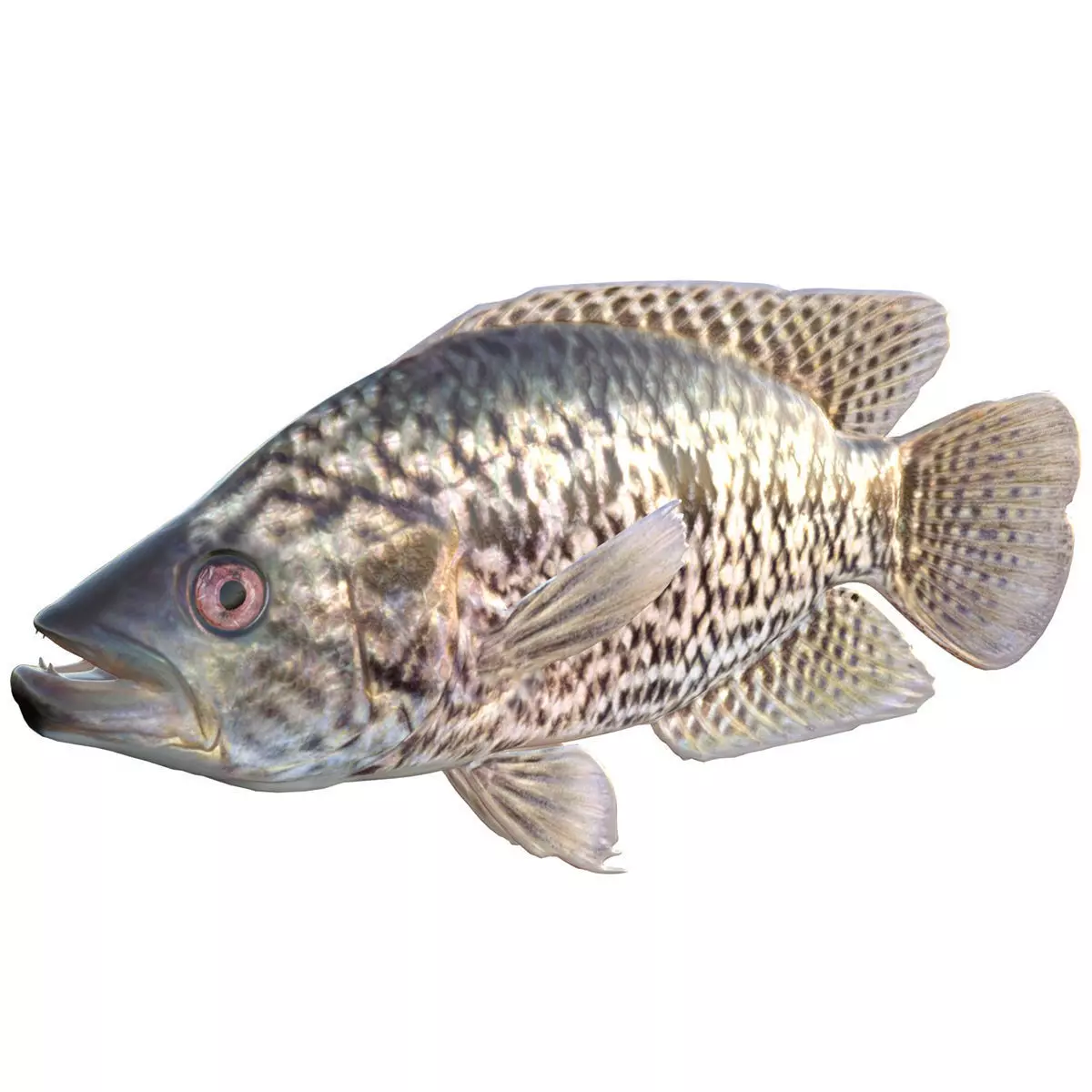 Jaguar Guapote Low-poly 3D model