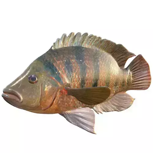 Mayan Cichlid