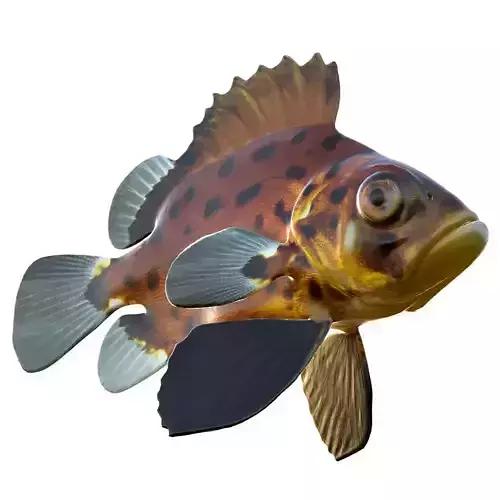 Giant sea bass