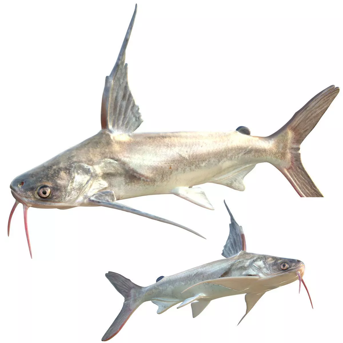 Gafftopsail Catfish Low-poly 3D model