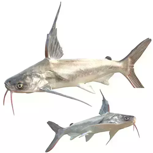 Gafftopsail Catfish