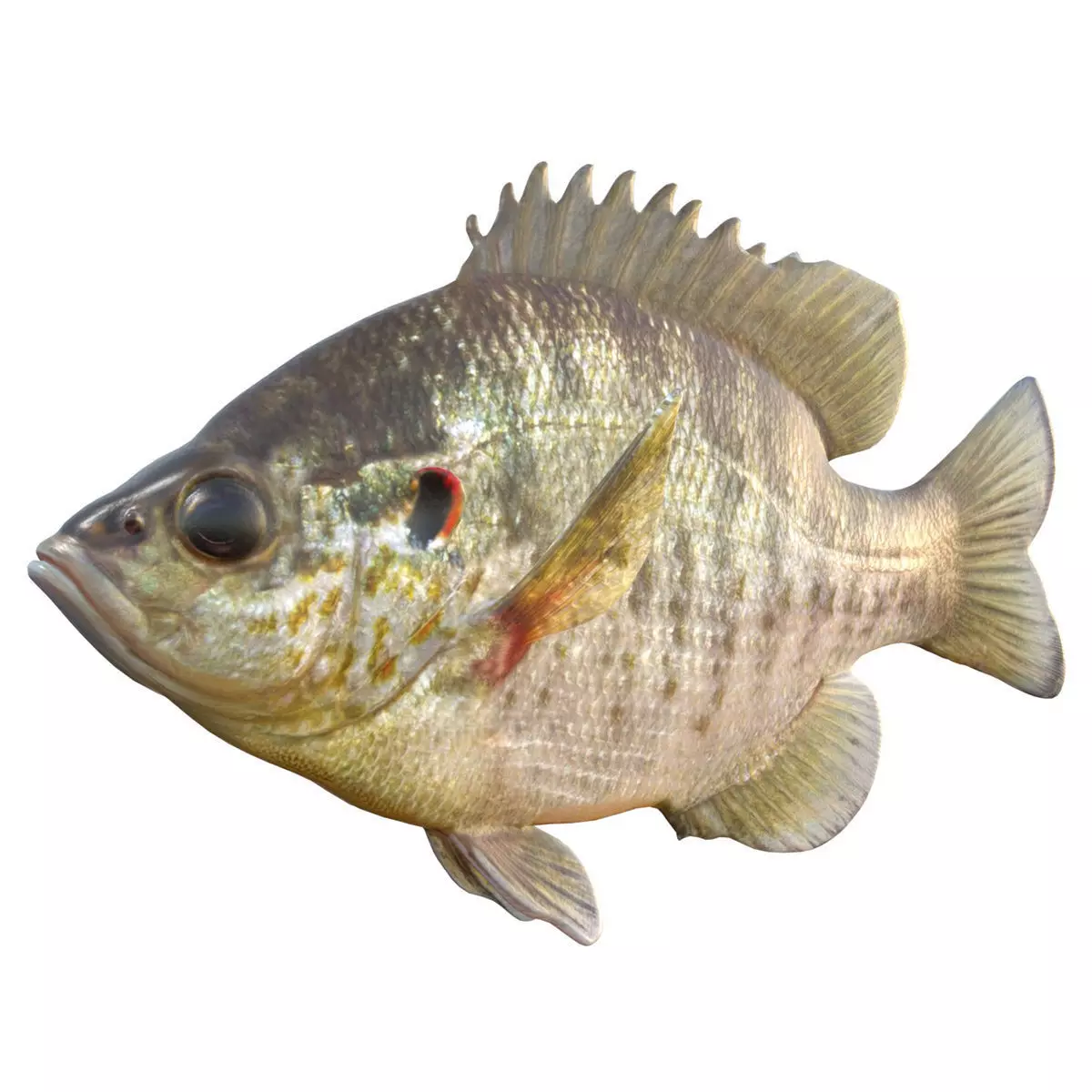 Redear Sunfish Low-poly 3D model