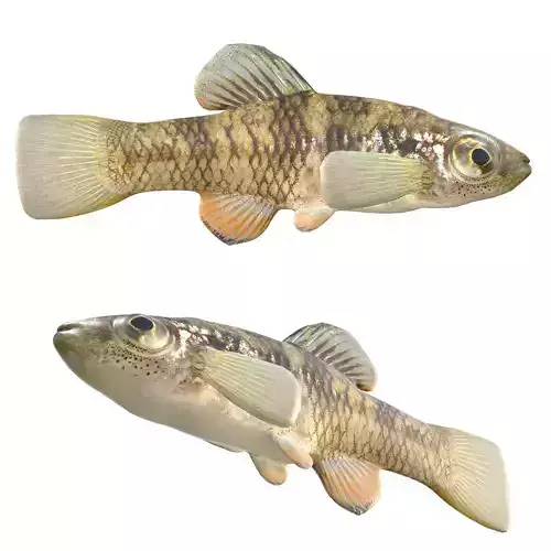 Rainwater Killifish