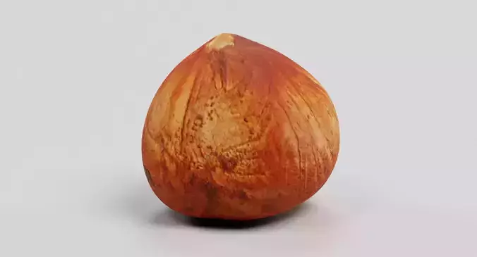 Hazelnut - Natural Shelled Nut 3D model 2
