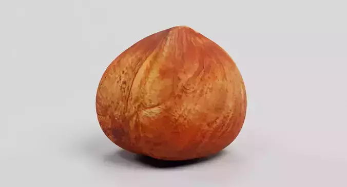 Hazelnut - Natural Shelled Nut 3D model 4