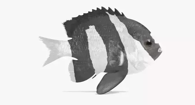 -Tropical Fish - Humbug Damsel -