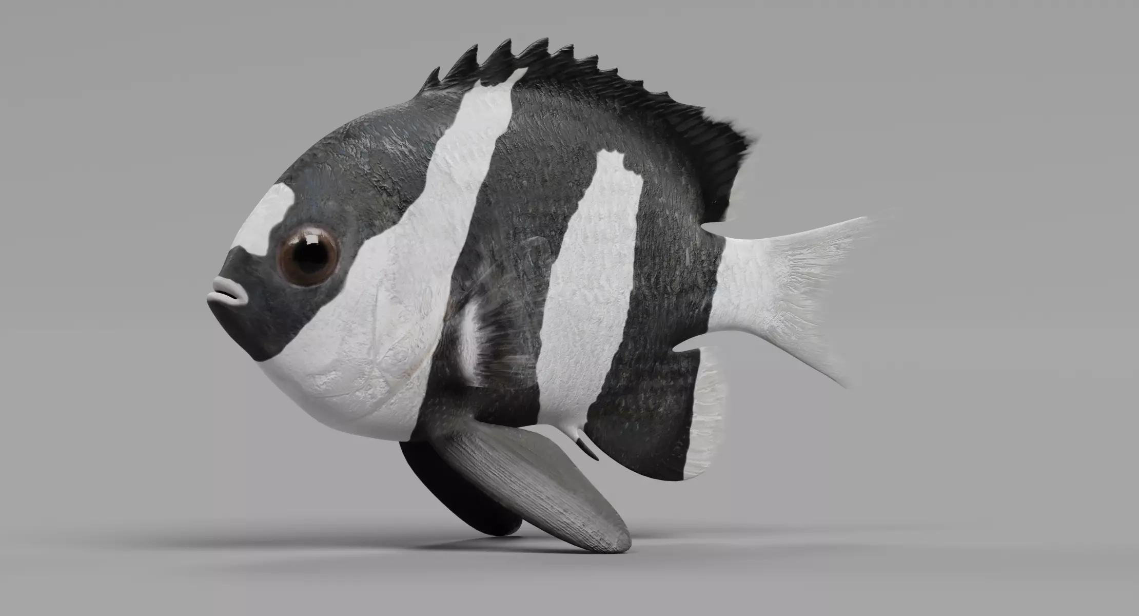 Tropical Fish - Humbug Damsel 3D model
