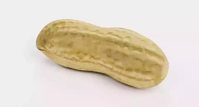 Peanut Husk - Realistic Nut Shell 3D model 5