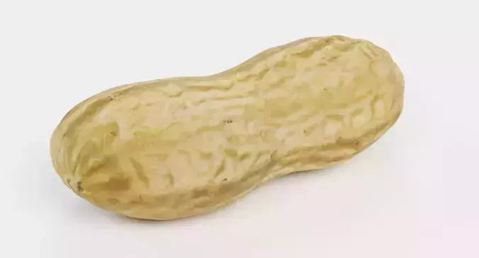 Peanut Husk - Realistic Nut Shell 3D model 3