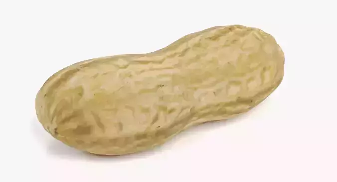 Peanut Husk - Realistic Nut Shell 3D model 2
