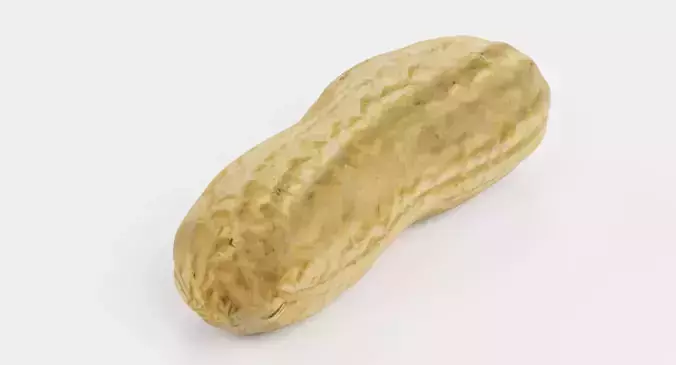 Peanut Husk - Realistic Nut Shell 3D model 6
