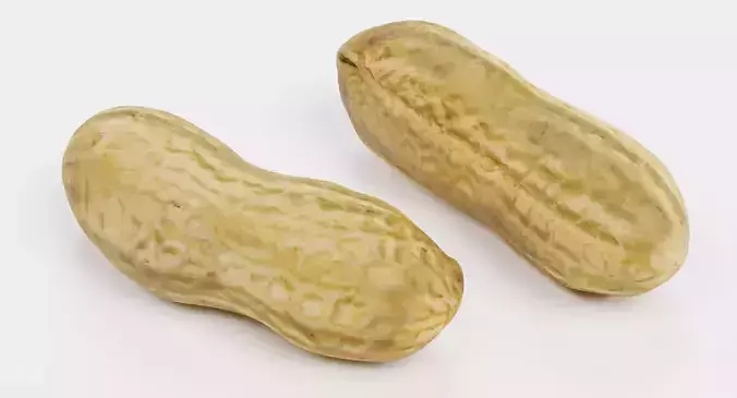 Peanut Husk - Realistic Nut Shell 3D model 7