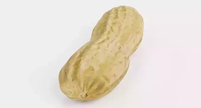 Peanut Husk - Realistic Nut Shell 3D model 4