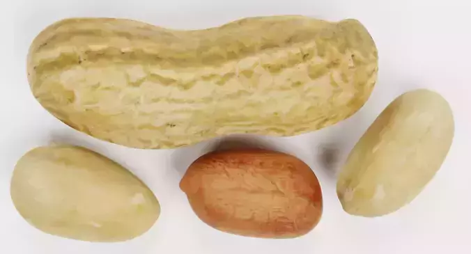 Peanuts - Shelled Nuts and Husk Set 3D model 6