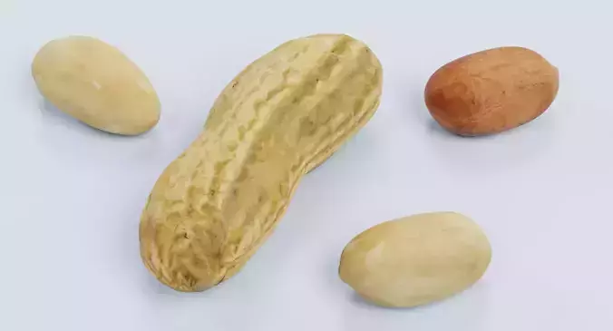 Peanuts - Shelled Nuts and Husk Set 3D model 4