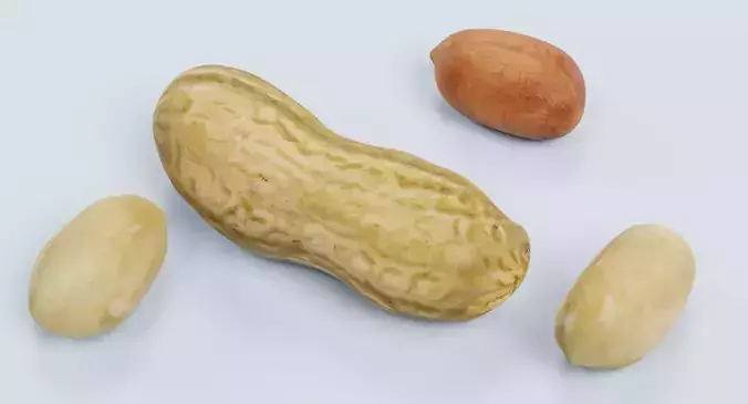 Peanuts - Shelled Nuts and Husk Set 3D model 5