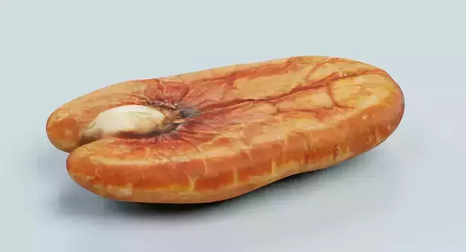 Pecan Nut - Natural Shelled Kernel 3D model 6
