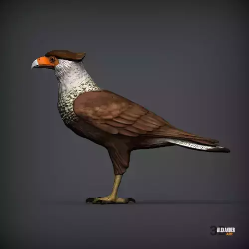 Northern Crested Caracara