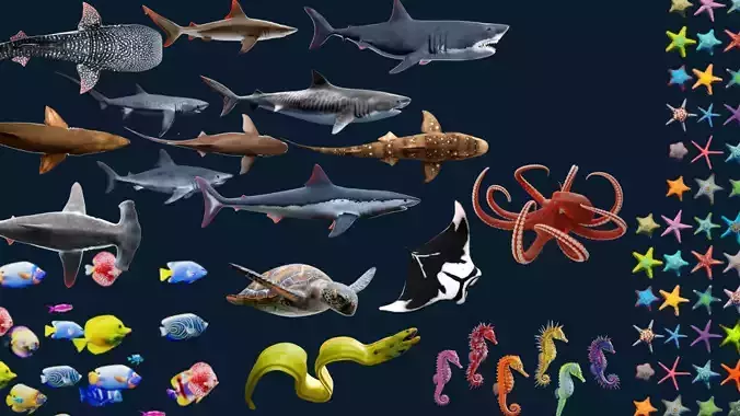 Animated Ocean Animals