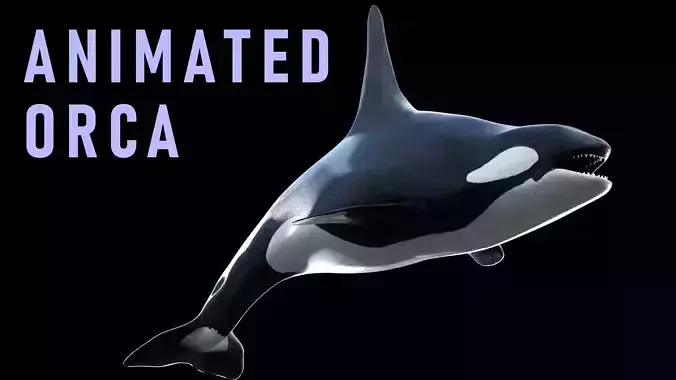 Animated Orca Low-poly 3D model