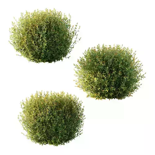 Spirea Japanese Bushes 04