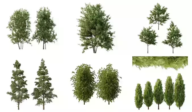 Excellent collection of Outdoor plants 15 Different Models 0059