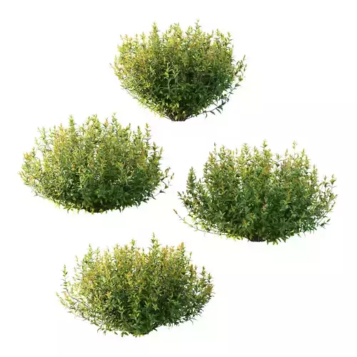 Spirea Japanese Bushes 05